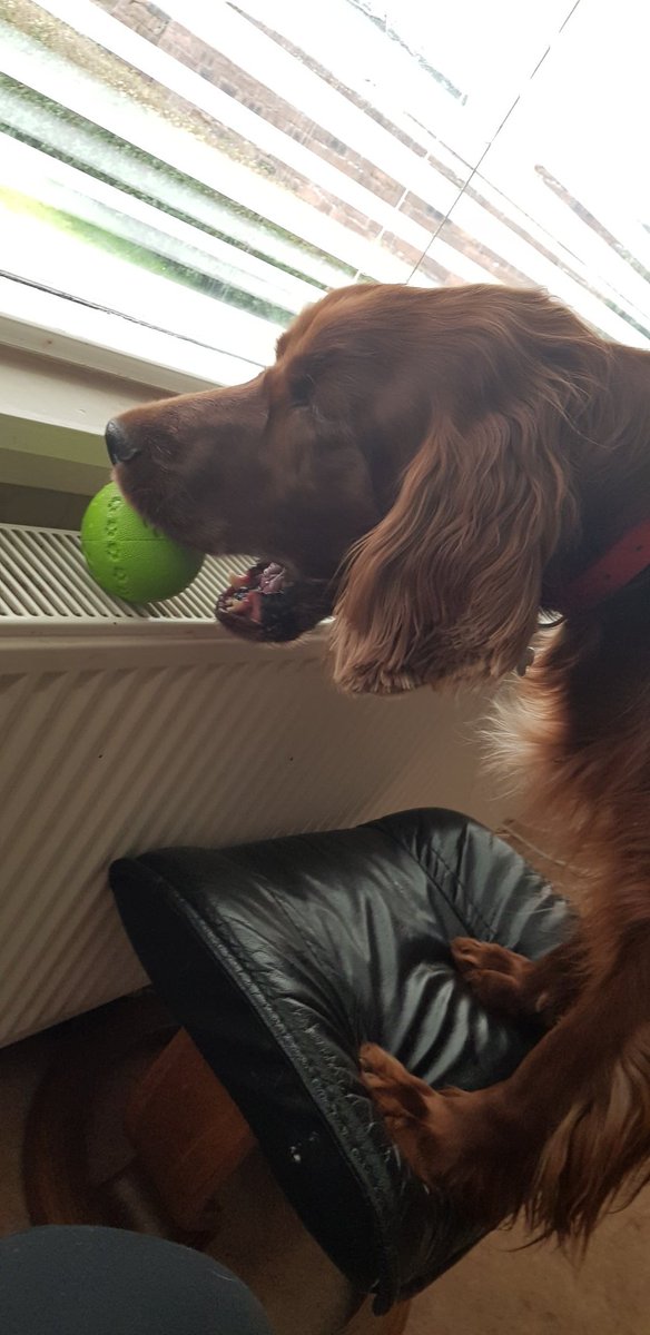 comfy_cards's tweet photo. Rory looking out of his window with his favourite green ball. Happy puppy.ππ€πΎπΎ He always leaves it sitting on something. No idea why.ππ #irishsetters #Rorytheirishsetter #balconydug #dogs #redsetters #fun #play https://t.co/8IWhonzIAu