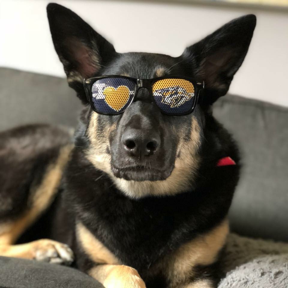 LandryAgnesGSD's tweet photo. @PredsNHL @PetSmart #predspup https://t.co/3EpO6y34iP
