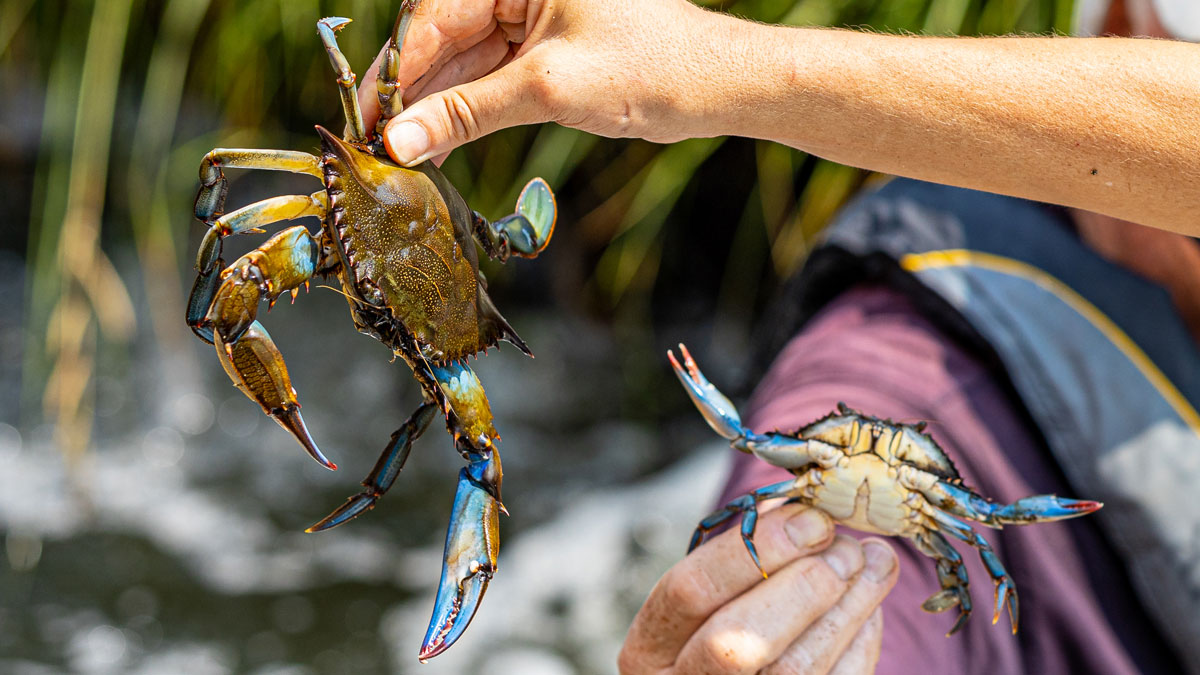 NatlAquarium's tweet photo. Any Marylander will tell you that blue crabs are a staple of the Chesapeake Bay regionโbut they're also an important indicator of the Bay's health! An abundance of blue crabs means that their habitats are being protected and water quality is improving. #MarylandDay https://t.co/cJanCaTBnE