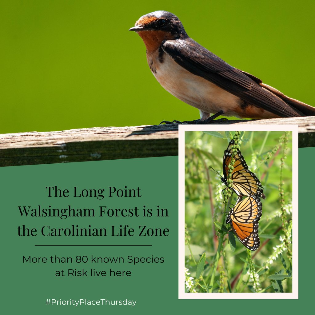 LPWBR's tweet photo. It’s #PriorityPlaceThursday!
Why is the LPWF so biodiverse?
For one reason, it’s in the Carolinian Life Zone. This vegetation zone takes up <1% of Canada’s total land, but has more species than any other zone in Canada! The LPWF groups are working to protect this biodiversity. https://t.co/m3byW9RPC7