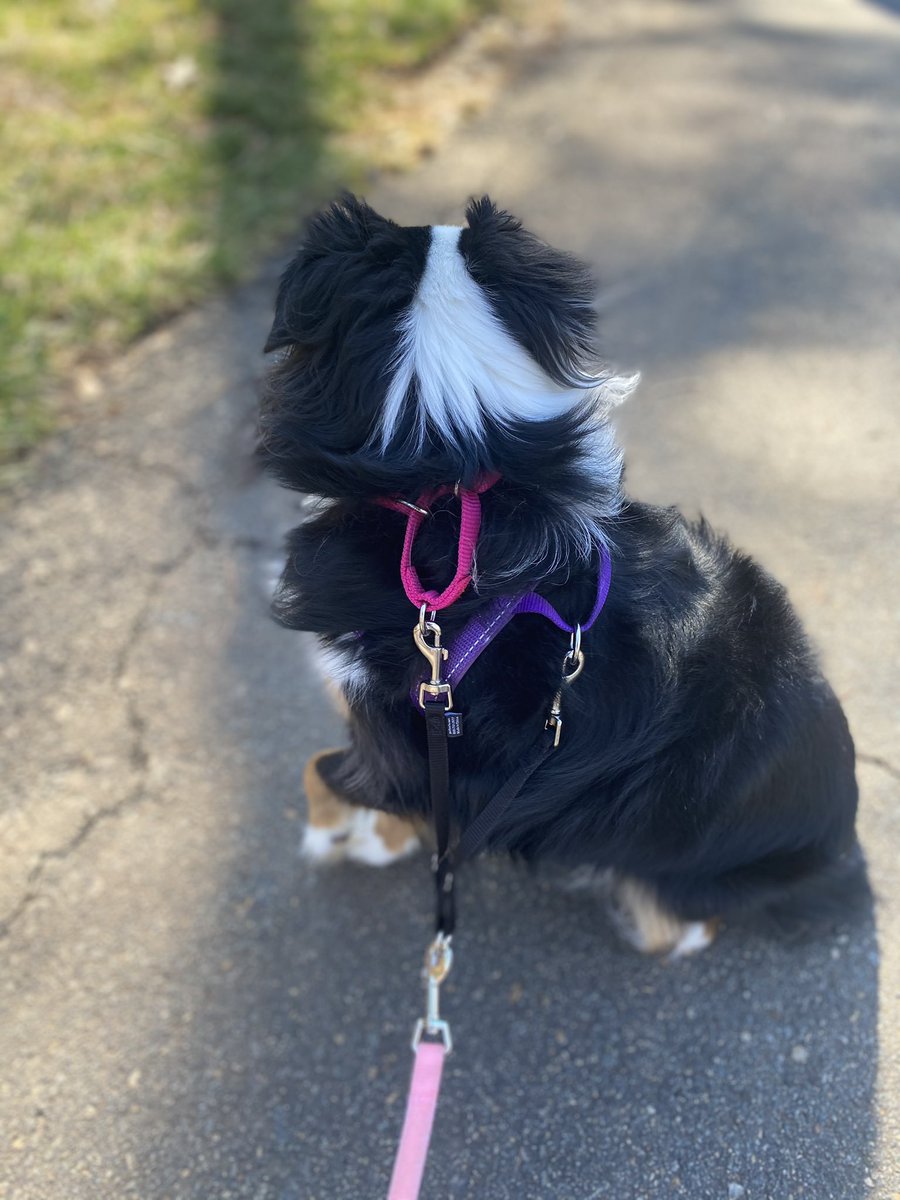 Training Trouble Shooting: My Dog Slips Their Collar/Harness

Is your dog always trying to slip out of their collar or harness on your walks? I work with a lot of dogs that are escape artists and have a suggestion!

#ProfessionalPawsAcademy #LooseLeashWalking #DogTraining
