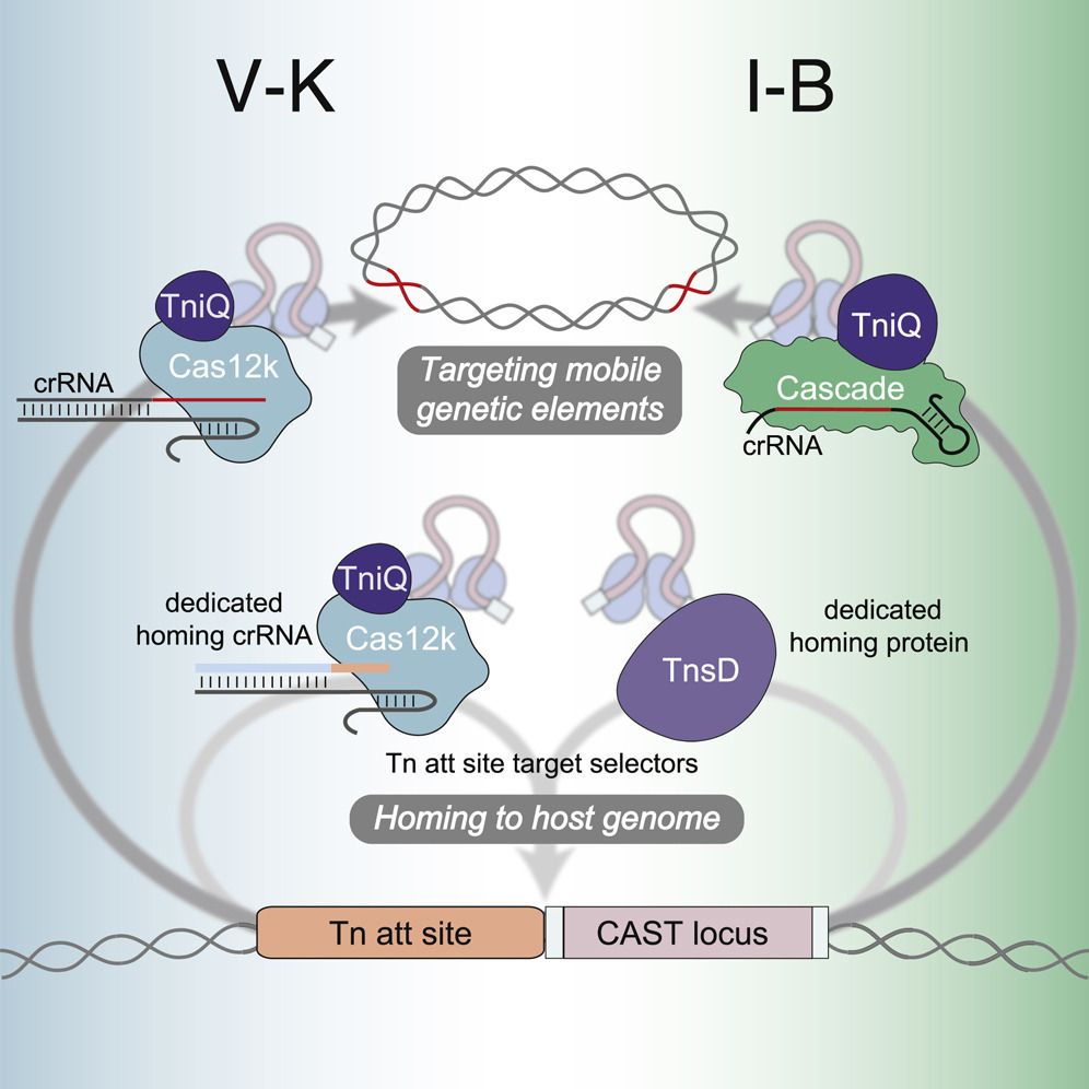 Cell (@cellcellpress) on Twitter photo Dual modes of #CRISPR-associated #transposon homing. Now online!  bit.ly/3rr1Lqx Dual modes of #CRISPR-associated #transposon homing. Now online!  bit.ly/3rr1Lqx