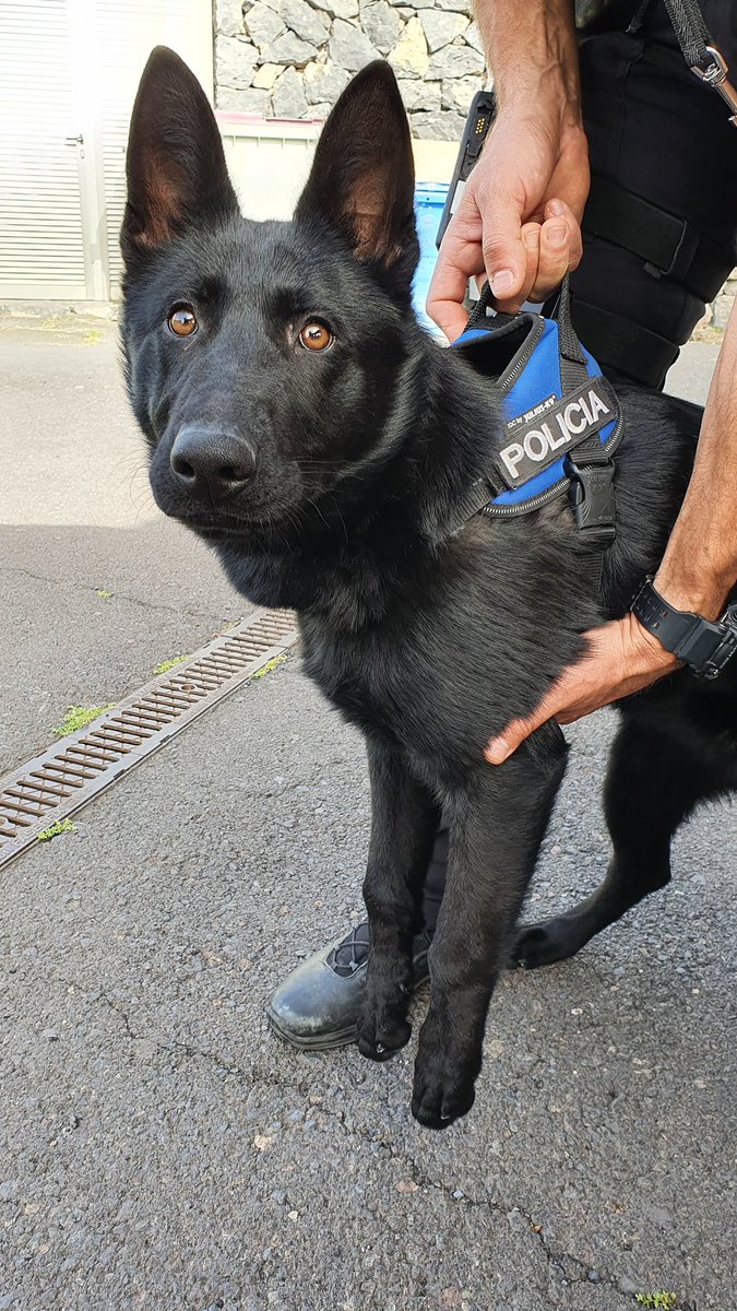 acoplador Una buena amiga Viaje Policía Local on Twitter: "DATOS: Presentación de #Furia 1. Hembra de pastor alemán, manto negro. 2. Nacida en El Sauzal. 3. Pertenece a una estirpe de 18 generaciones de perros de trabajo acoplador Una buena amiga Viaje Policía Local on Twitter: "DATOS: Presentación de #Furia 1. Hembra de pastor alemán, manto negro. 2. Nacida en El Sauzal. 3. Pertenece a una estirpe de 18 generaciones de perros de trabajo