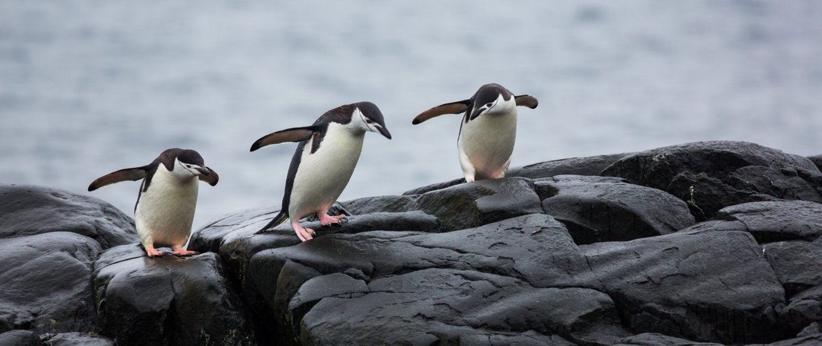 penguins365's tweet photo. She said, if we flap the wings like this - we will fly! 🐧
#PenguinOfTheDay
#WeAreFlying #IAmFlying
#ReadyStartGo
#Penguin https://t.co/egN6V77sxp