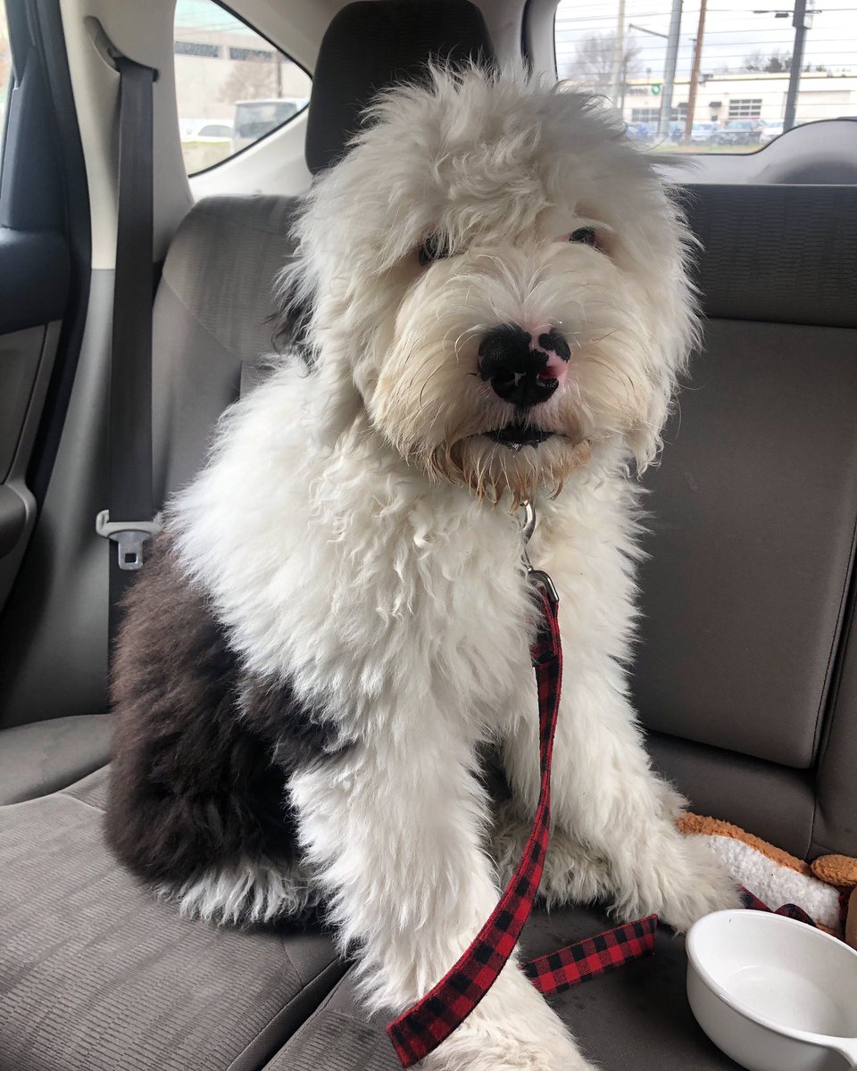 I think it’s important you all know I didn’t get a dog... I have a pet bear...