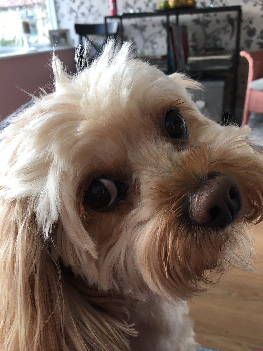 AliMakesHay's tweet image. Day 6 of 7, I&apos;ve been nominated by 
@Ataxia_and_Me
to produce a picture a day to illustrate my daily life (no people). You have to copy these words, add photo and repeat the challenge. Today I nominate 
@kerrymThompson 
 
#BrainAwarenessWeek2021 
#TakeABreak