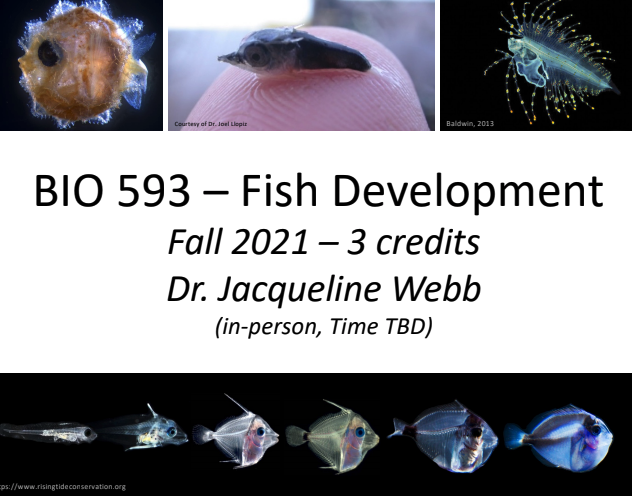 uricels's tweet photo. Are you an advanced undergrad or grad student interested in fish? Explore the patterns, processes and mechanics of fish development as it connects to a wide range of research disciplines! Email jacqueline_webb@uri.edu for more information. 🐟 #fishdevelopment #ecology https://t.co/s0ziQGtEFQ