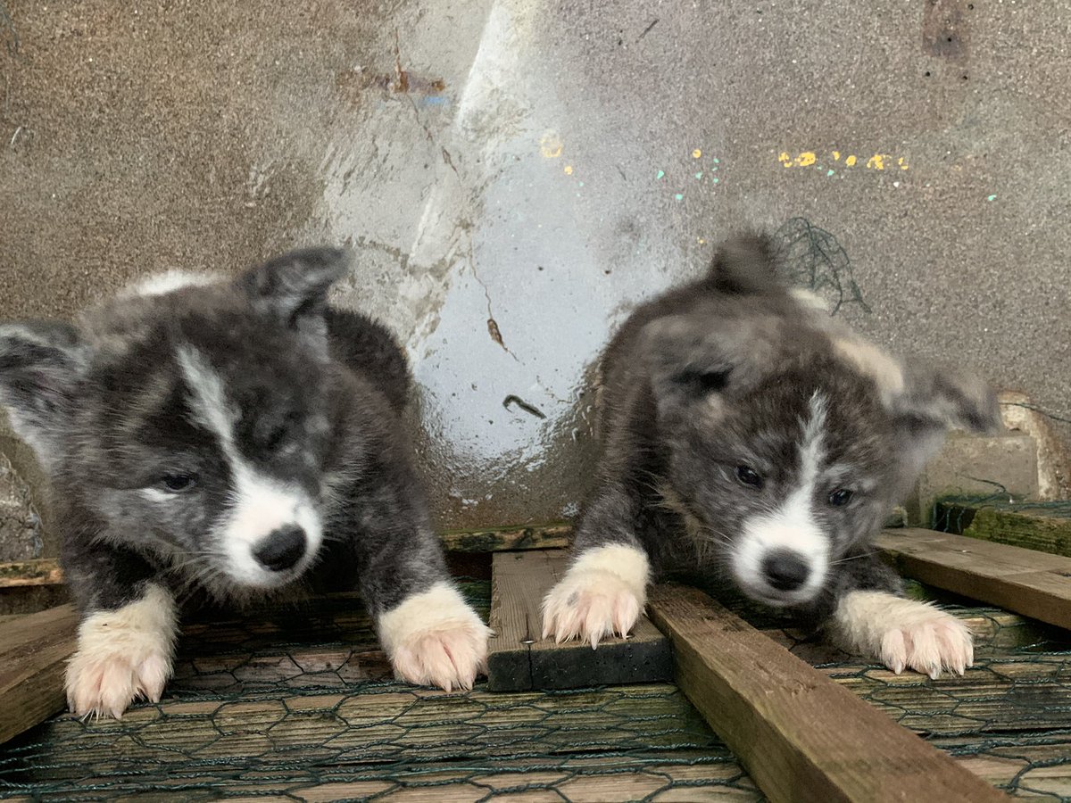 秋田犬虎毛 Twitter Search