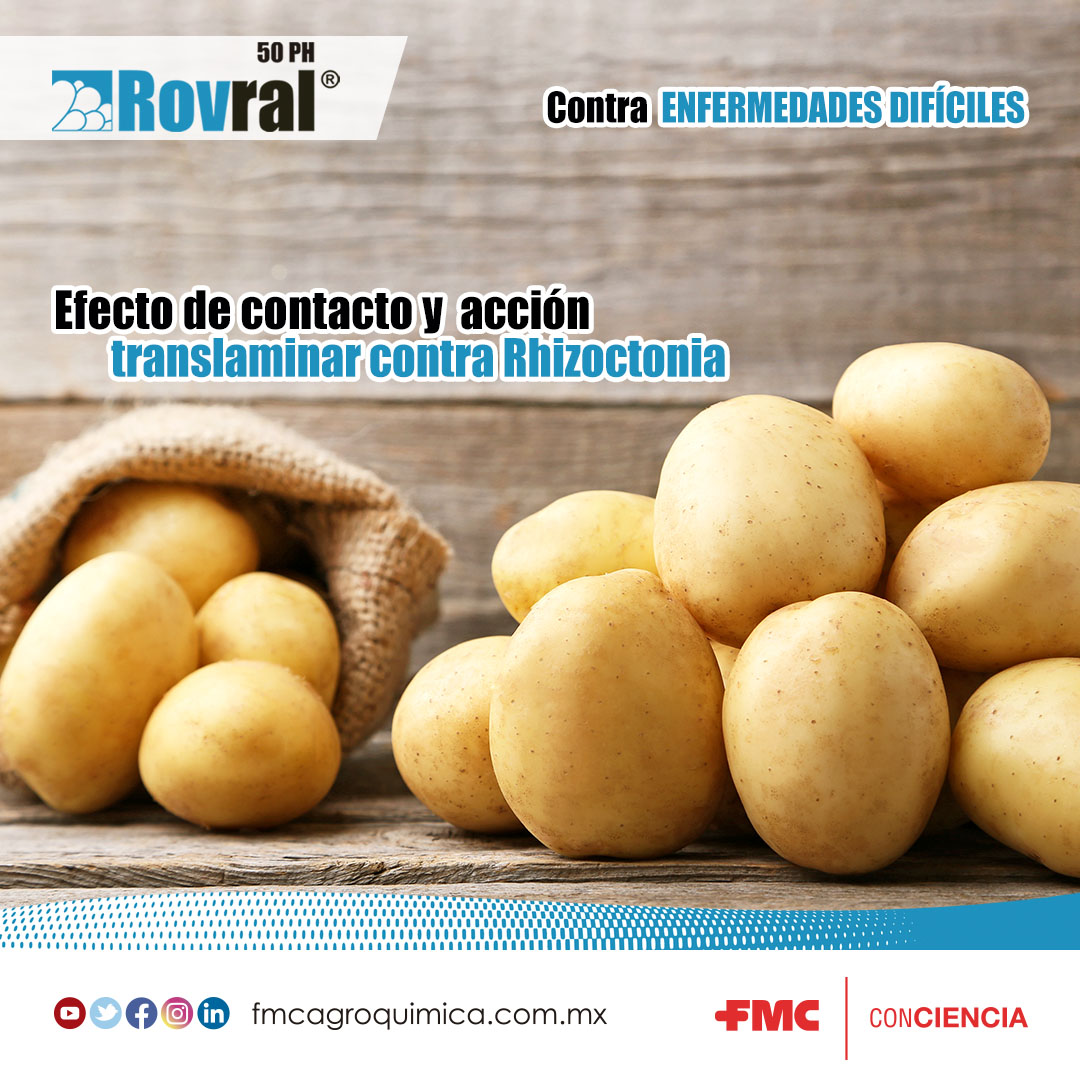 La #ProtecciónConCiencia contra la costra negra que ataca tu cultivo de papa🥔, conoce nuestra solución preventiva y curativa con el #fungicida Rovral🤠👍