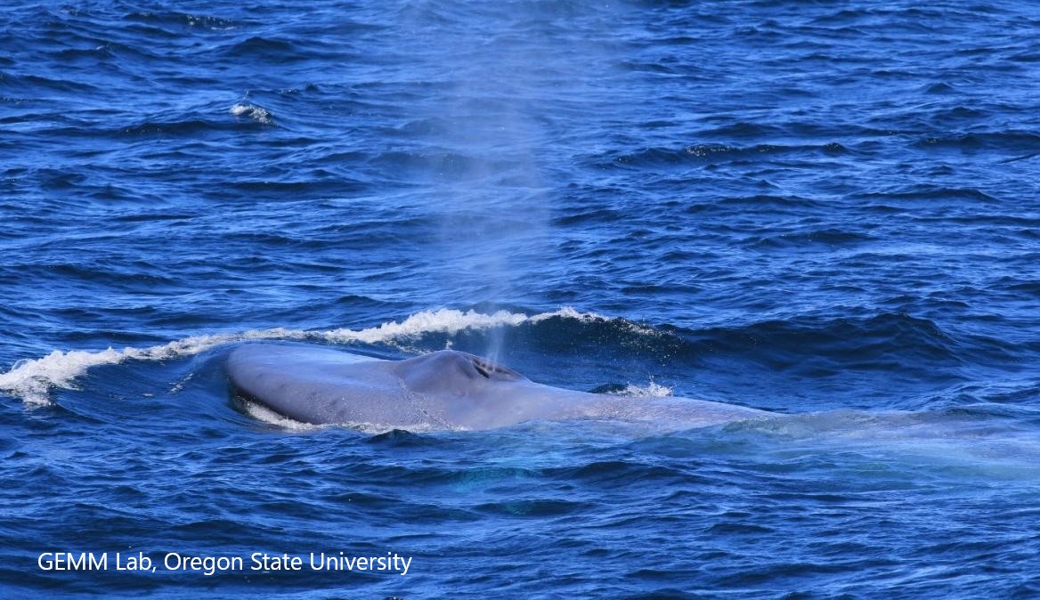 Dawn_R_Barlow's tweet photo. New publication in @SciReports! We found that spatial &amp; temporal lags between wind, decreased temperature, &amp; blue whale occurrence follow the progression of coastal upwelling using timeseries analysis, remote sensing, acoustics, &amp; visual sightings (1/3) https://t.co/PzGhcPOnmv https://t.co/0U0cfn3Xoq