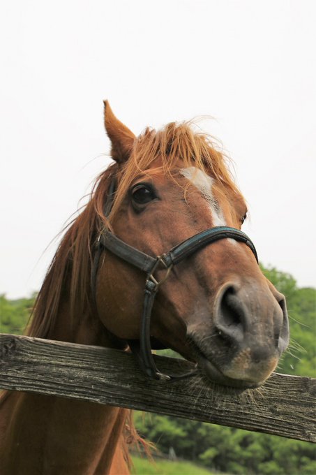 馬名決定 ロイエンタール 栗東吉岡厩舎 スタッフに名付けしてもらったよ 2歳 牡 青鹿毛 19 05 24生 父 シルバーステート 母 レスティヴコマンダ 母父 コマンダーインチーフ