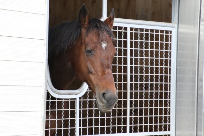 馬名決定 ロイエンタール 栗東吉岡厩舎 スタッフに名付けしてもらったよ 2歳 牡 青鹿毛 19 05 24生 父 シルバーステート 母 レスティヴコマンダ 母父 コマンダーインチーフ