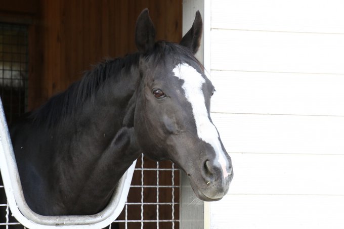 馬名決定 ロイエンタール 栗東吉岡厩舎 スタッフに名付けしてもらったよ 2歳 牡 青鹿毛 19 05 24生 父 シルバーステート 母 レスティヴコマンダ 母父 コマンダーインチーフ