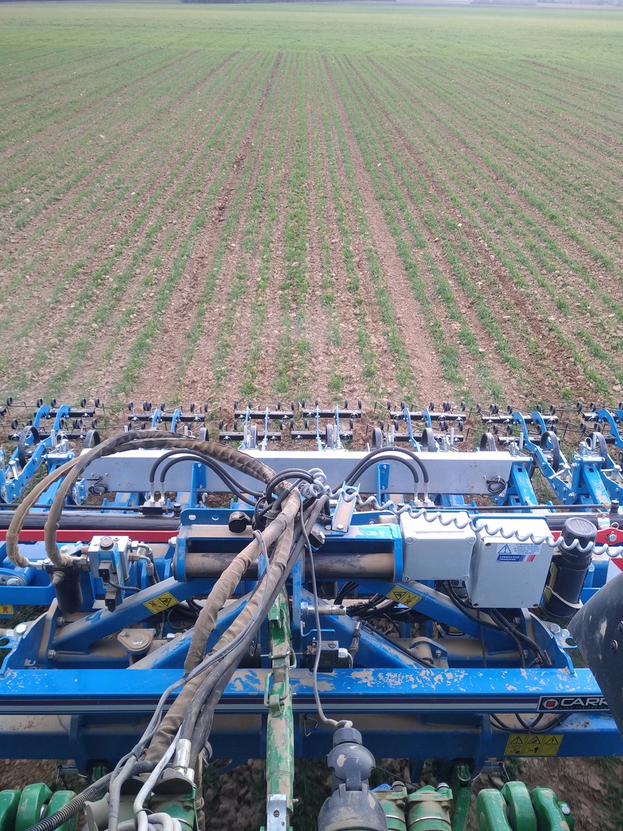 Binage des céréales,bineuse Carré