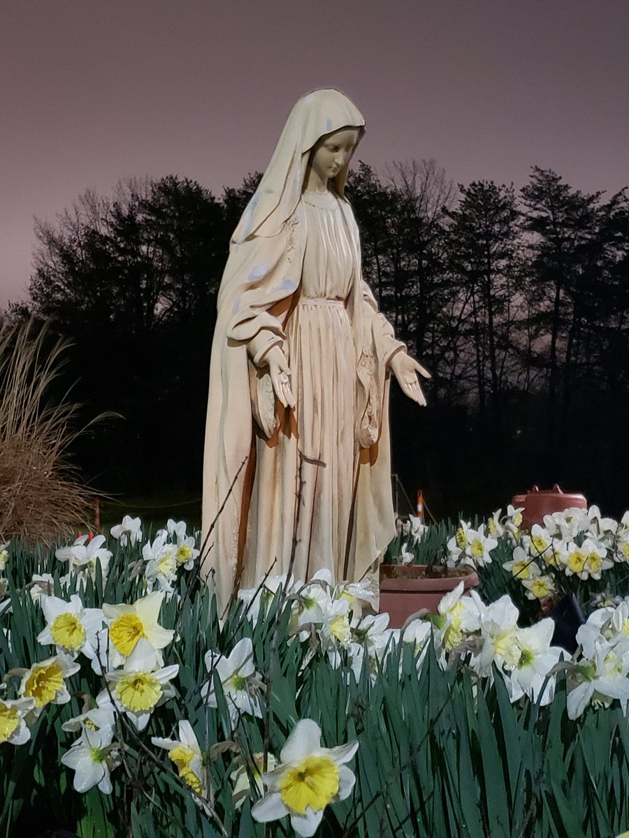 1AngelusAcademy's tweet photo. Flowers have come to Angelus Academy https://t.co/7Kx6cocxET