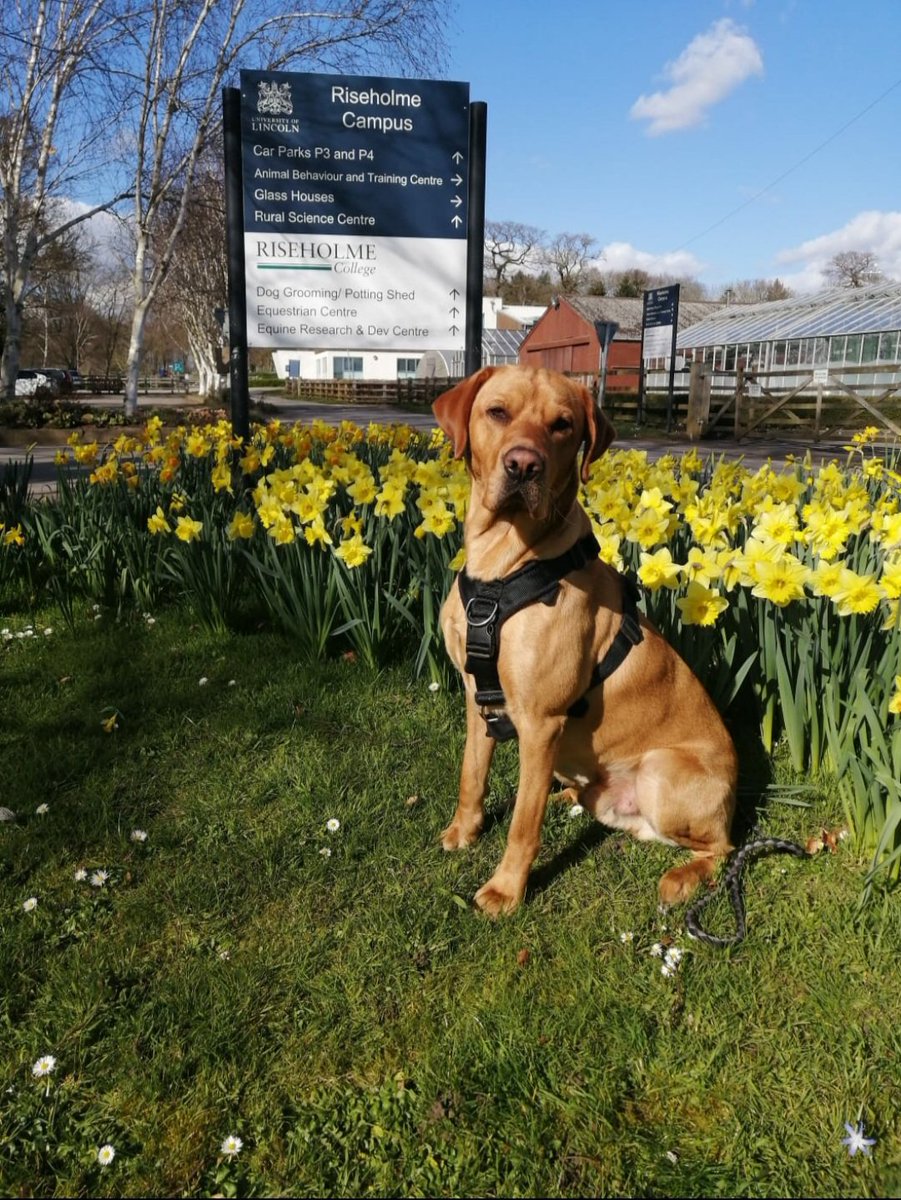 Working Animal Cognition tweet media