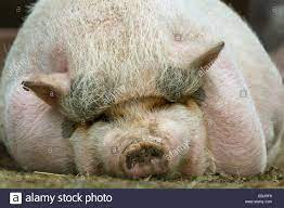 ludovicmondot's tweet photo. un gros porc se cache sur le post .. #Menes #MenesOut #canalplus #MenesDemission #BalanceTonPost #BalancetonMenes #BalancetonMenes #CFC https://t.co/oTKMYkhENW