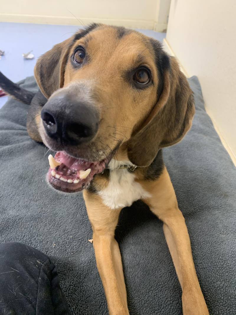 AdoptionsUk's tweet image. Please retweet to help Elvis find a home #CANTERBURY

Affectionate hound aged 5, has lived in a home, loves his box of toys, wants active, adult, rural home could live with a similar dog, see details or share to help?⭐️
👇
dogstrust.org.uk/rehoming/dogs/…

#dogs #animals #pets #England