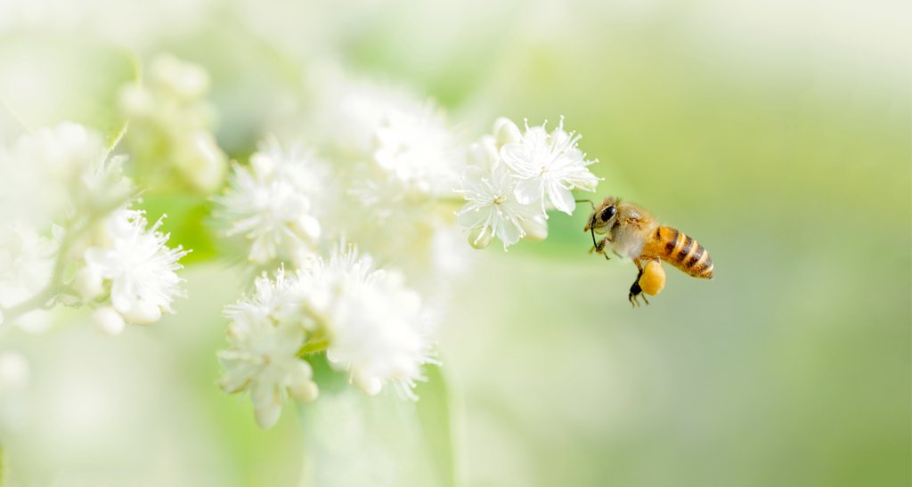 AllergicLiving's tweet photo. Nationwide Children's Hospital allergist @AllergyKidsDoc and Asthma and Allergy Wellness Center's Dr. Priya Bansal bust this misconception, and five other common #springallergy myths, and give you the science-based lowdown.
Learn more:
https://t.co/VE5Iv3I9W7 https://t.co/jY4quginD1