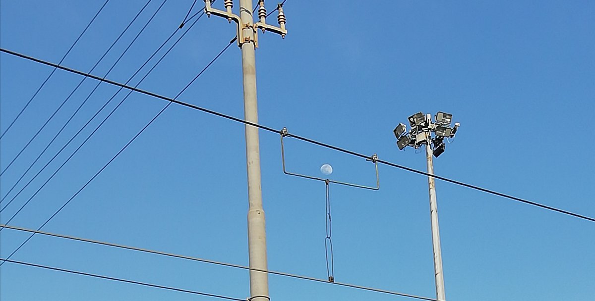 Francesca Coli tweet media