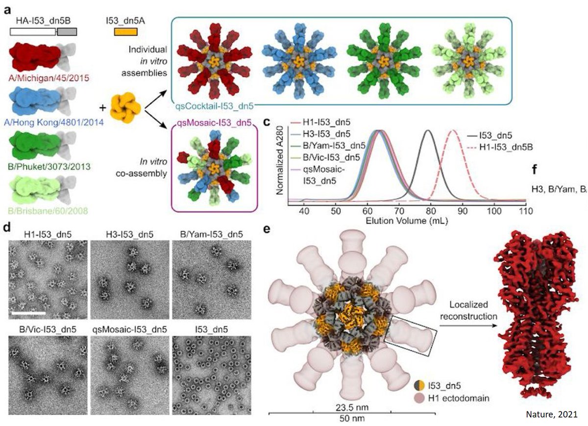 ScienceMission's tweet photo. Nanoparticle flu vaccine blocks seasonal and pandemic strains
https://t.co/rlWLdkMUNd https://t.co/T2jUtvwbqO