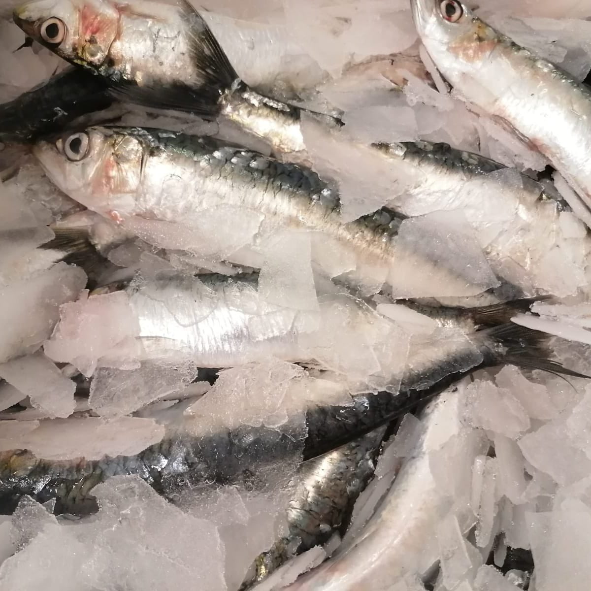 Fresh Cornish Sardines