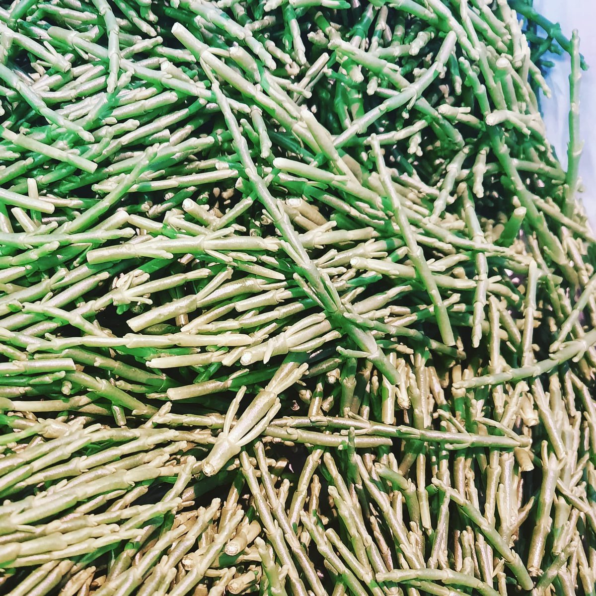 Samphire