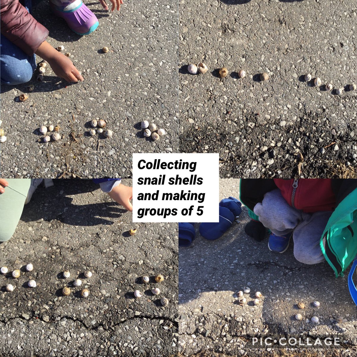 dianak__'s tweet photo. Yday, students wanted to look for snails... we found lots of shells instead! We put our collection into groups of 5 and a few counted them all by 5s! We found 285! #earlyyears #kindergarten @OscarPetersonP2 @Ics_Stef #kindergartenmath https://t.co/94jIyRRTIf