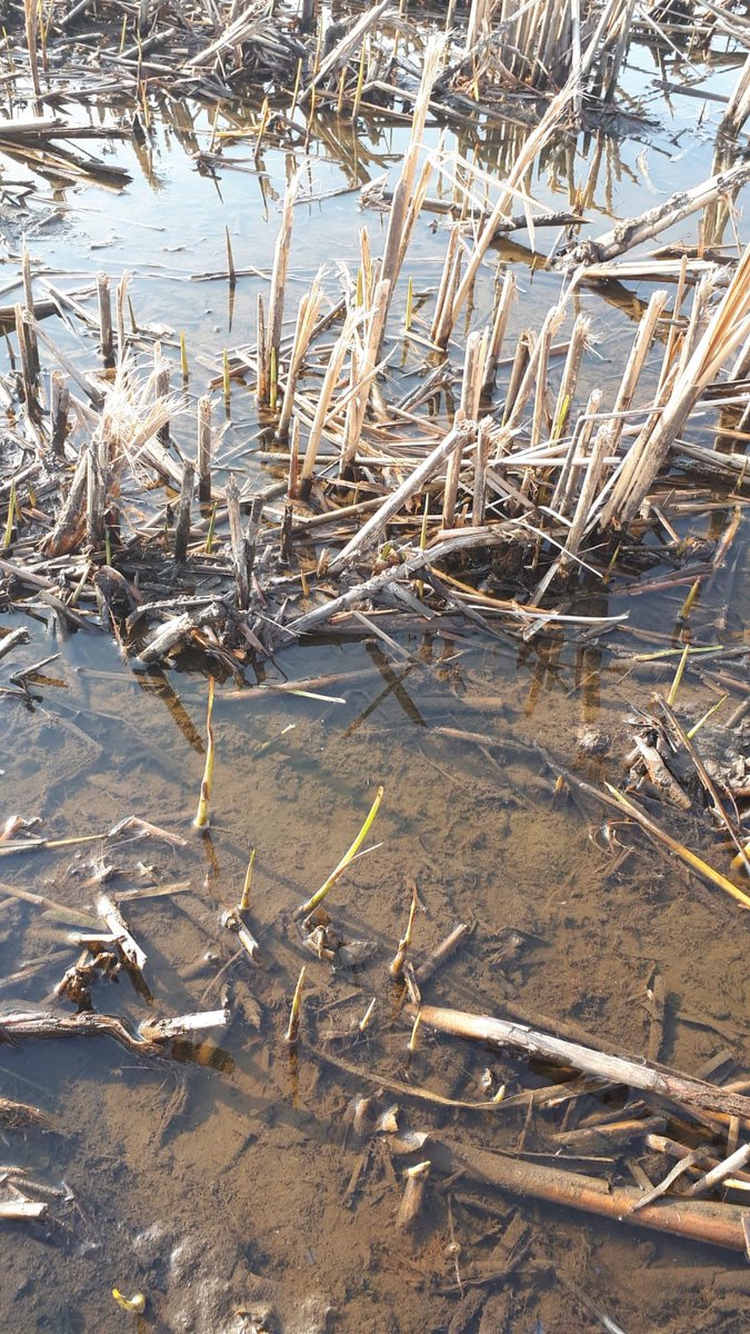 De eerste Kleine Lisdodde (Typha angustifolia) komen tevoorschijn op het geoogste perceel van onze locatie in het Zuiderveen. #innovatieprogrammaveen #paludi #lisdoddeteelt #kleinelisdodde
