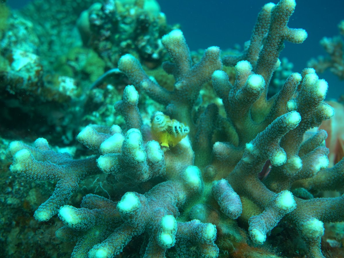 It was previously unknown that corals at this site live close to their cold-water bleaching threshold and may be vulnerable as climate variability increases in magnitude 

📸Stylophora pistillata - one of the research organisms
