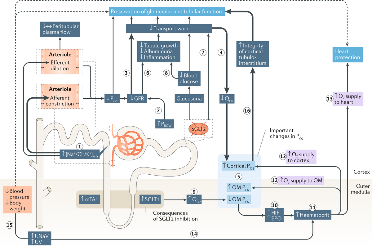 NatRevNeph's tweet photo. Mechanisms of kidney protection in response to SGLT2 inhibition https://t.co/QqQSSxS5I8 https://t.co/vWImK0JLH6