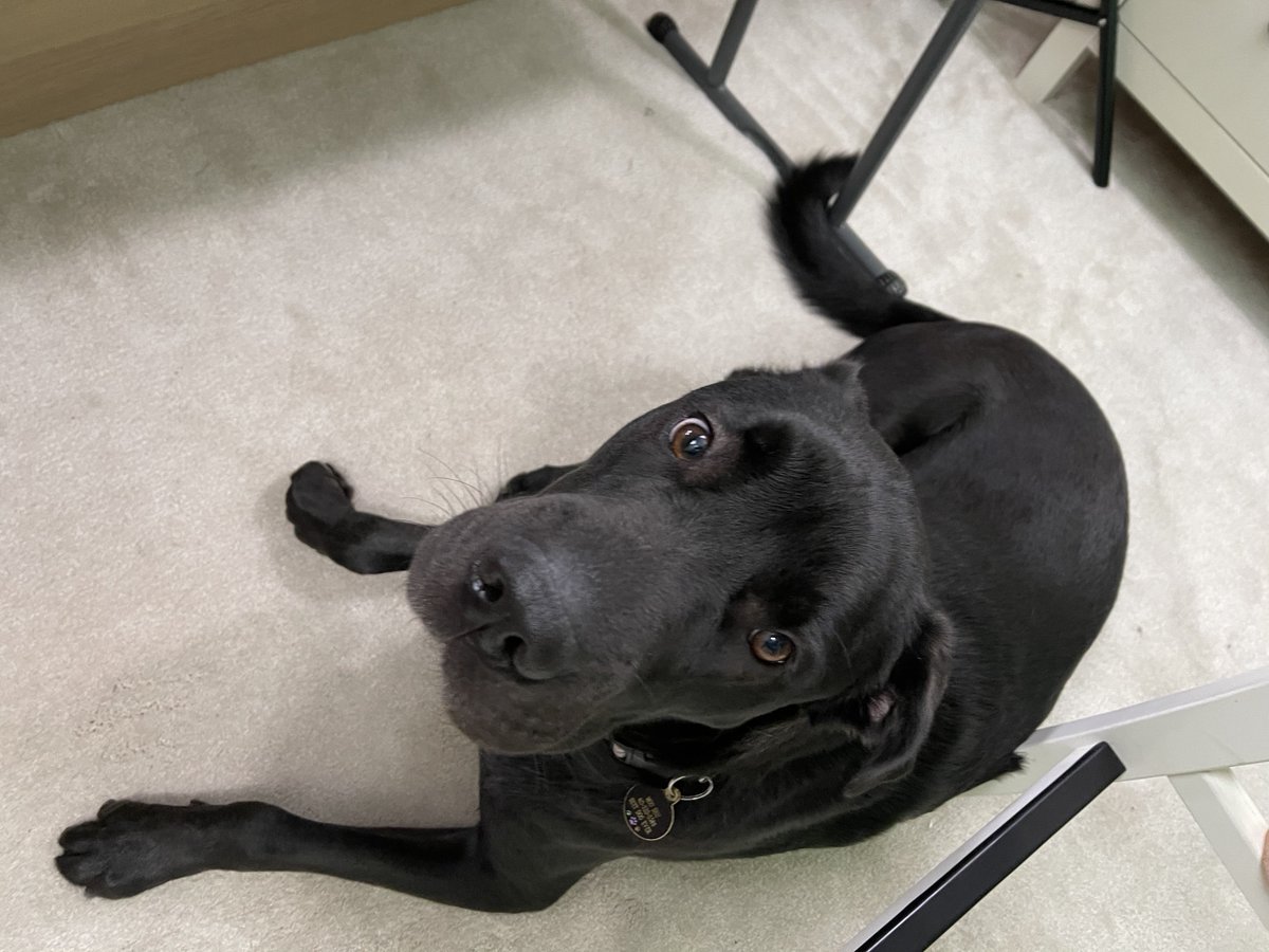 calvinhp's tweet image. My Production Assistant right now, say hello to MooShu #PWC2021