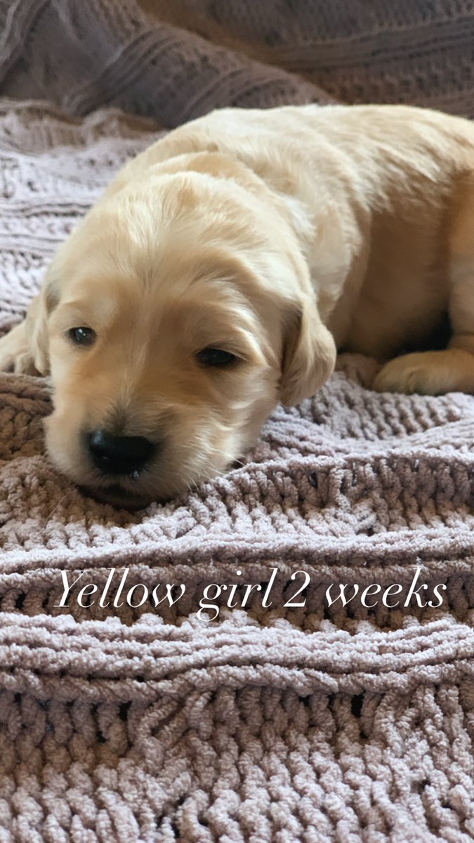 Goldendoodle puppies are two weeks old!