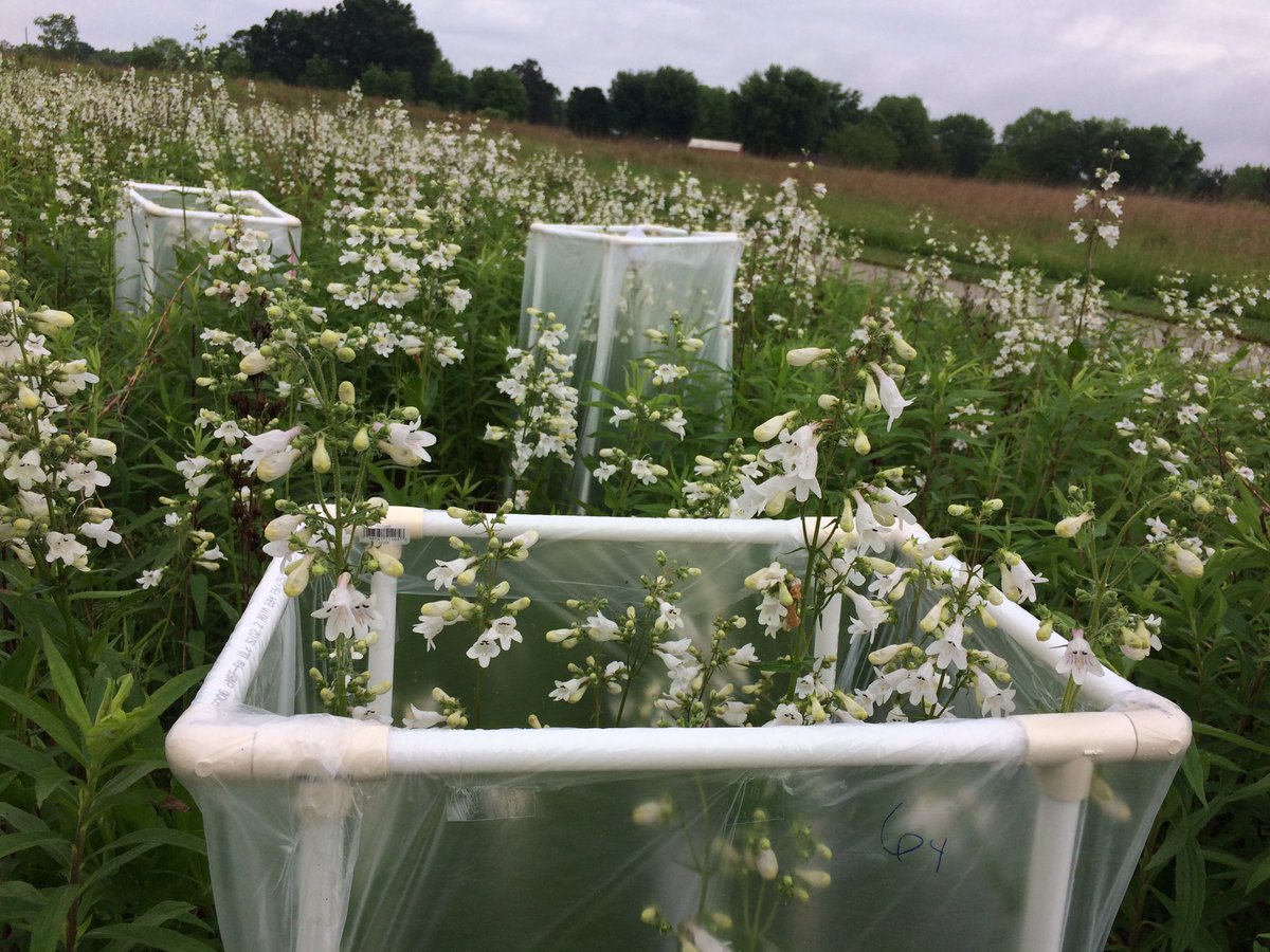 Dr. Rosa A. Rodríguez-Peña tweet media