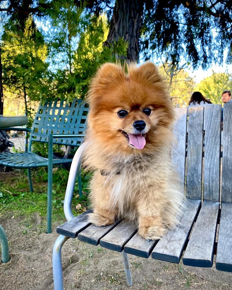 yogisinsta's tweet photo. Iβm always stocked to #pawrty woof woof! πΆπΎ #Pomeranian #abc7eyewitness #pomstar #woofwoof #puppygram #dailybarker #barkshop #puppiesofig #thedailypompom #goodmorningamerica #dogstagram #kens5eyewitness #thepuppytown #ruffpost #edellendegeneres #doglover https://t.co/WASUbWZ8na