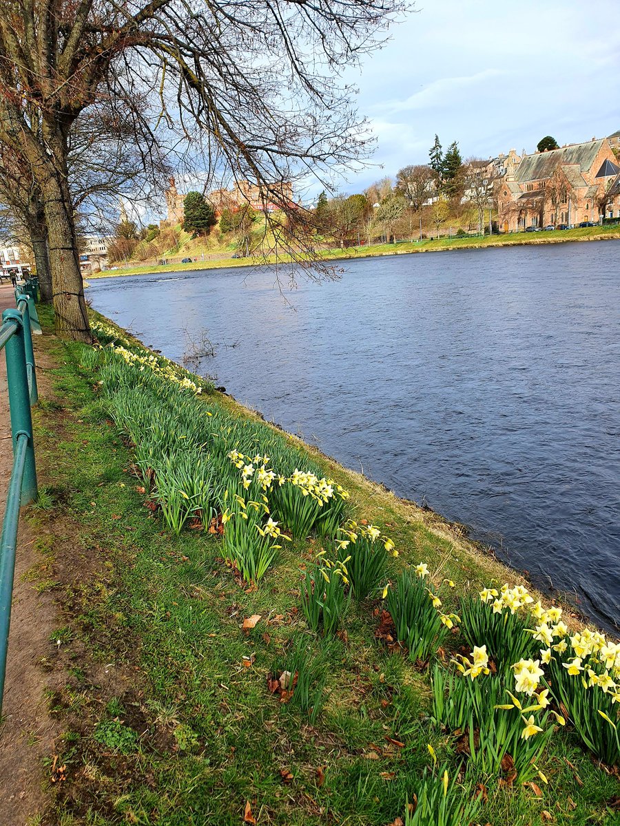 InverOutlanders's tweet photo. Walking along Ness Walk today #riverNess #daffodilday #Inverness  #Scotland #nesswalk https://t.co/uVJQPVoE0Z