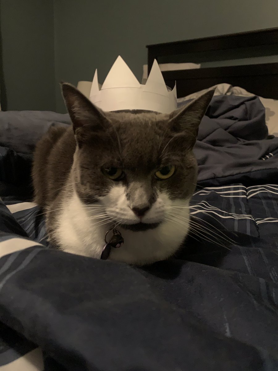 Buttons_LeFloof's tweet photo. look at my crown guys! 😹 #ButtonsLefloof #CatsOfTwitter #CatsOnTwitter https://t.co/Pgxz6GFs9e