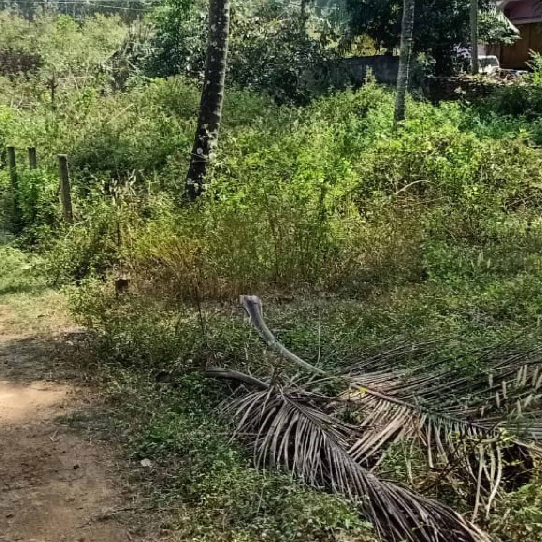 shasproperties's tweet photo. House plots in Akathethara, Palakkad for sale
For Enquiry Call/whatsapp: 81118 11710
Visit: https://t.co/llbPYDUNxC
#akathethara #palakkad #houseplotforsale #realestate #realtor #realestateagent #home #property #forsale #realtorlife #investment #househunting #shasproperties https://t.co/b2AoIEuWZz