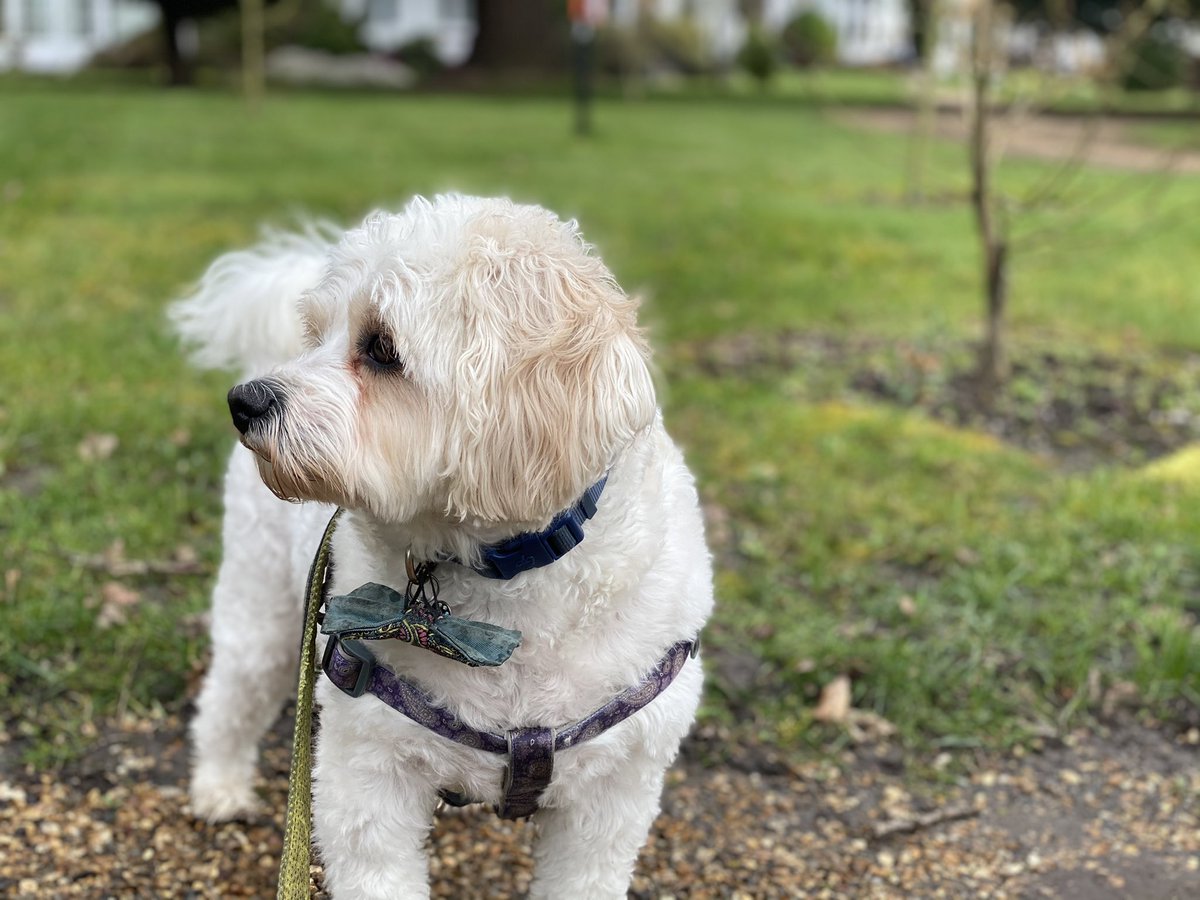 paulyandnukhas's tweet photo. Me, Boi & Ma’, had a magically amazing time at #WestLodgeHotel in #barnet 🇬🇧;Was like #breakbills by @leverus. Nux is now schloofin on my lap.
That horrific #DarkCloud feels lifted, if but for a while.
#GiveDogsOnNHS, #ESAsInUK, #ThatsMyBoy, #WoofWoof https://t.co/VKcMpqVVuP