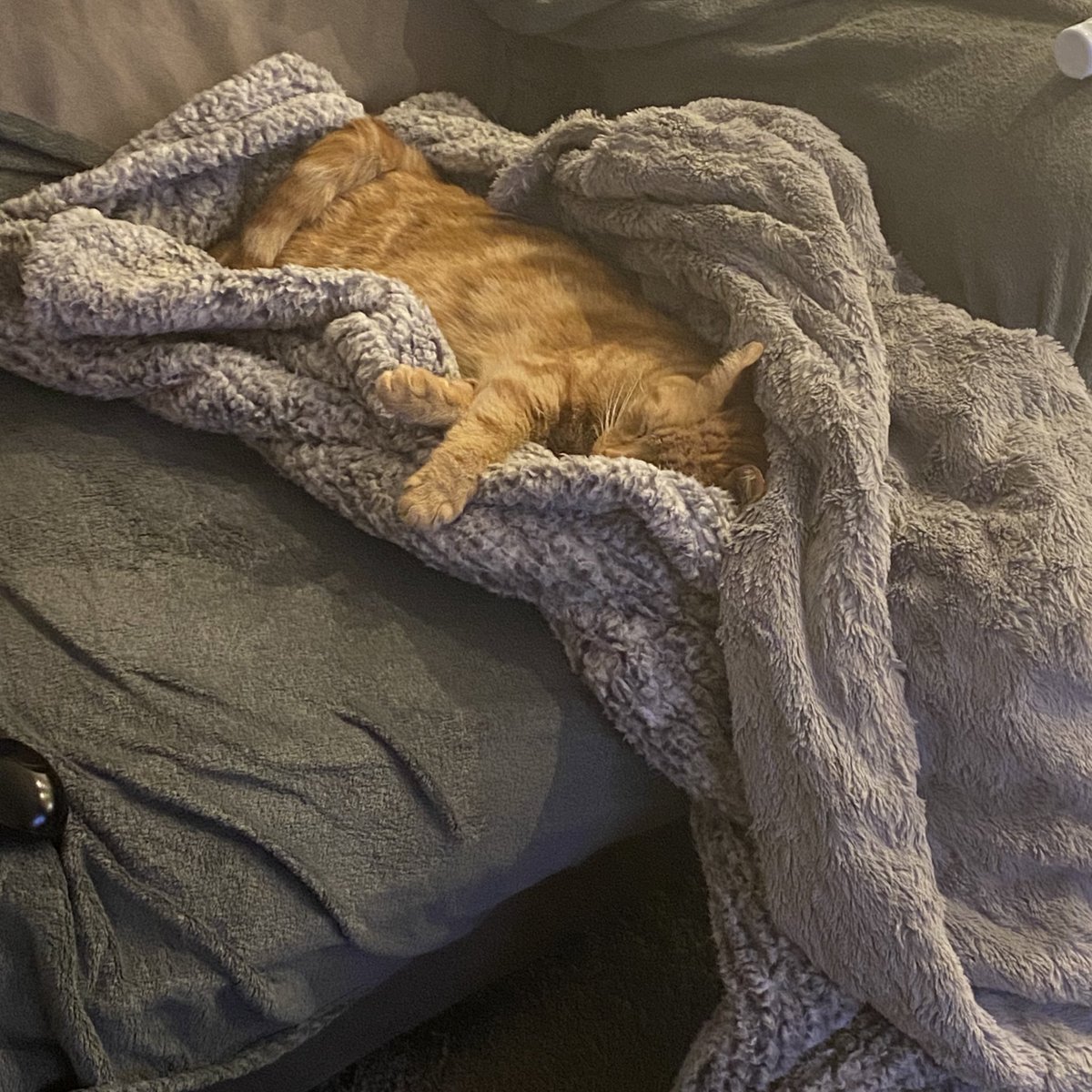 Loves my new blankey...soooo soft 😻