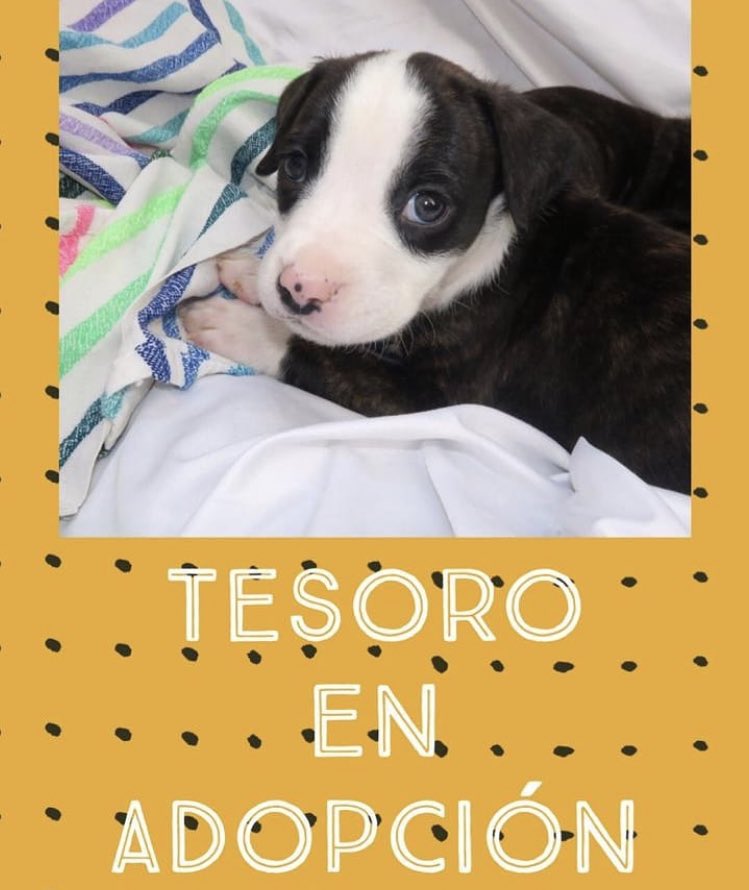 Hugo Torres Zumaya tweet media