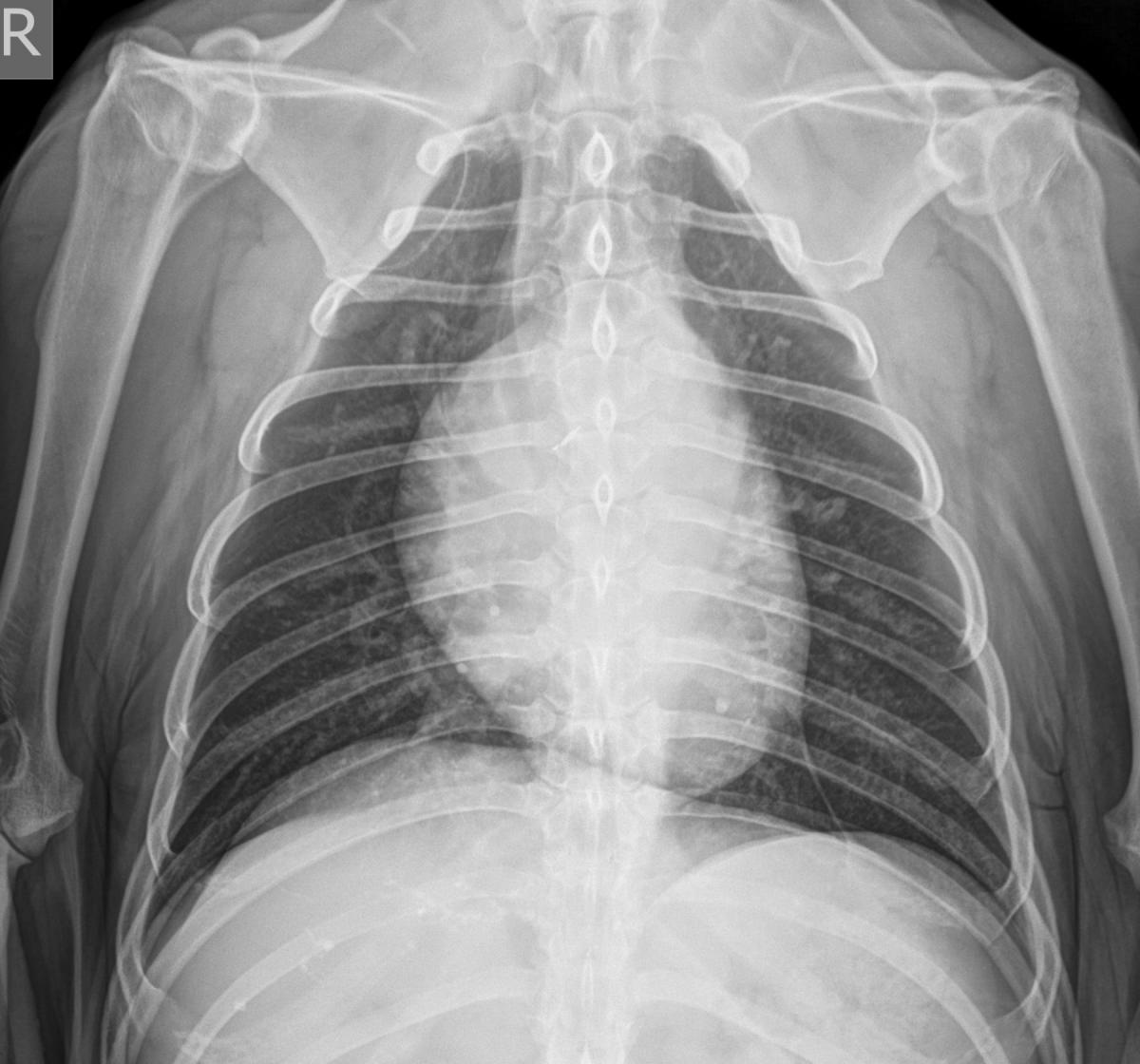 IVIS_Vet's tweet photo. 🐕.   Application of the “Humanoid” Ventrodorsal Thoracic Radiographic View for Improved Cranial Thoracic Assessment    -  Authors: DiFazio M.R., Biller D.S., Henrikson T.D. and Cassel N. - In: Reviews in Veterinary Medicine by Revah I. #IVIS  
https://t.co/wRcVCDNWFm https://t.co/NIBHo1FUU4