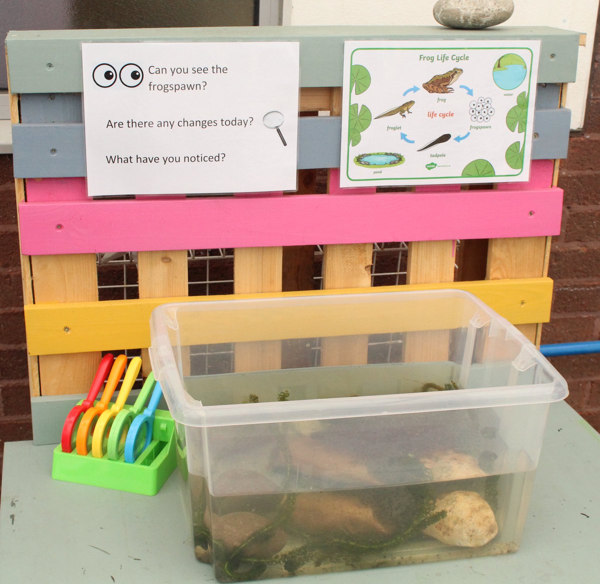 LoseleyFields's tweet photo. Mrs Pascolutti has brought some frog spawn into school from her pond at home so the Year 1’s can observe the life cycle of a frog as it happens!
#Frogspawn #FrogLifeCycle #AnimalLifeCycle #Pond #KS1Science #Science #PrimarySchool #Binscombe #Farncombe #Godalming #Surrey https://t.co/CXWhoa3i9A