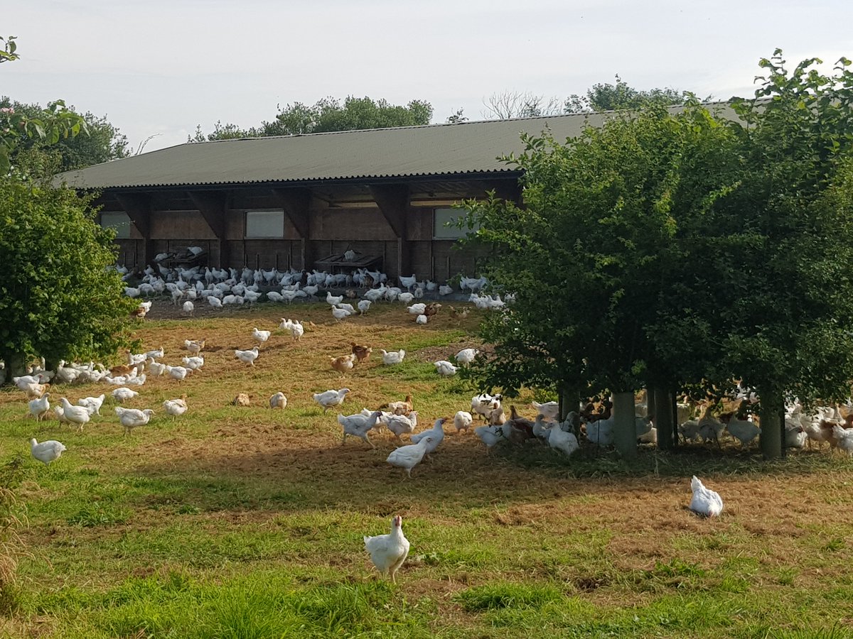 CoopAgriMatters's tweet photo. Here are some of our RSPCA assured free range hens enjoying the sunshine outside! 🐔

#LOFS21
@2SFGofficial 
#ItsWhatWeDo https://t.co/pamNYnOGIm