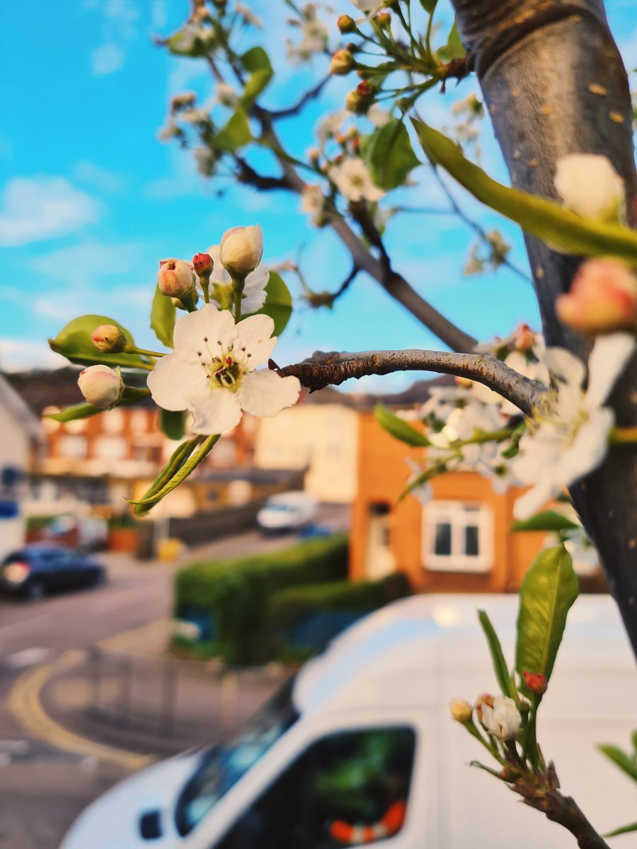 ArchesLocal's tweet photo. Something special has arrived at our movable forest project @LutonPrimary #Treetopia #BlossomWatch #BigLocal #Medway2025 https://t.co/wXiT5f0UBS