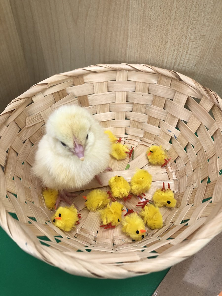 TimbertreeEYFS tweet media