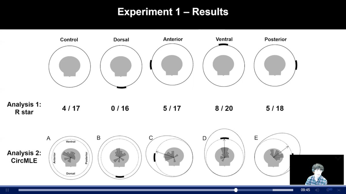 MolluscEnthused's tweet photo. A commercial sea scalloper once asked me if scallops could see behind them. The answer (sadly) appears to be no from some fascinating work presented by Daniel Chappell at #shellfish21! https://t.co/virXIecm2i