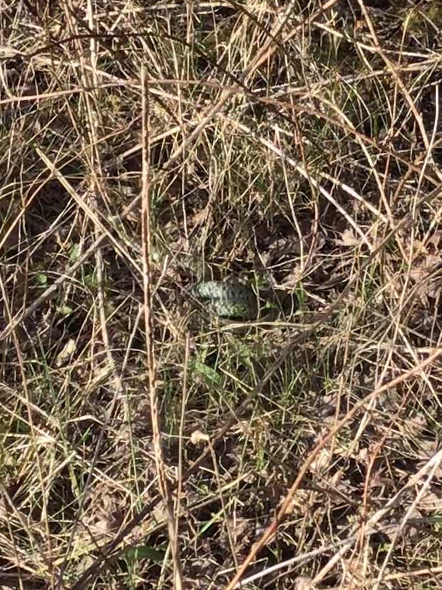 NottsBAG's tweet photo. A disappointing afternoon at Newstead looking for toads, was made up for with my first two reptiles of the year. A couple of grass snakes. https://t.co/O2YhYqeEZg