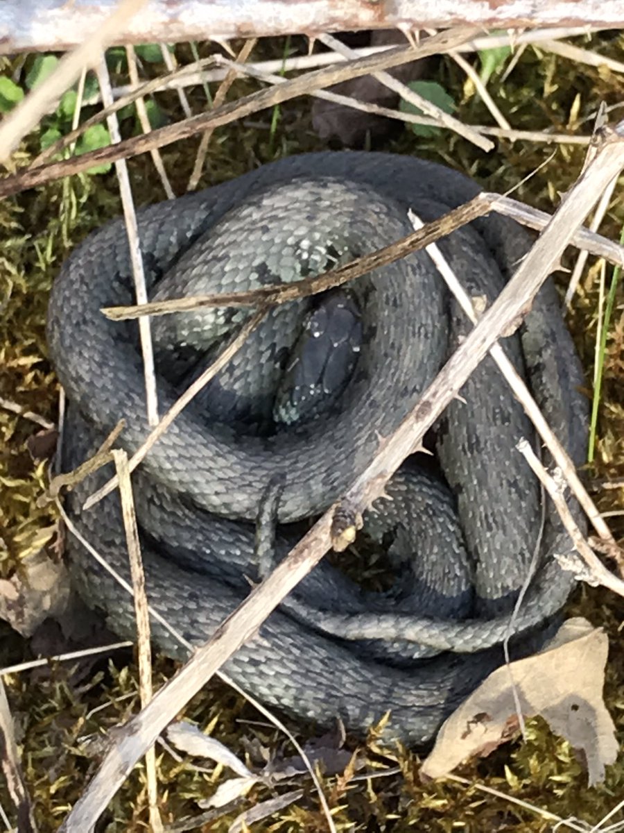 NottsBAG's tweet photo. A disappointing afternoon at Newstead looking for toads, was made up for with my first two reptiles of the year. A couple of grass snakes. https://t.co/O2YhYqeEZg