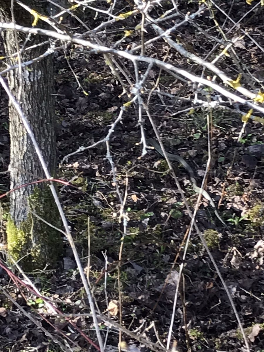 NottsBAG's tweet photo. A disappointing afternoon at Newstead looking for toads, was made up for with my first two reptiles of the year. A couple of grass snakes. https://t.co/O2YhYqeEZg